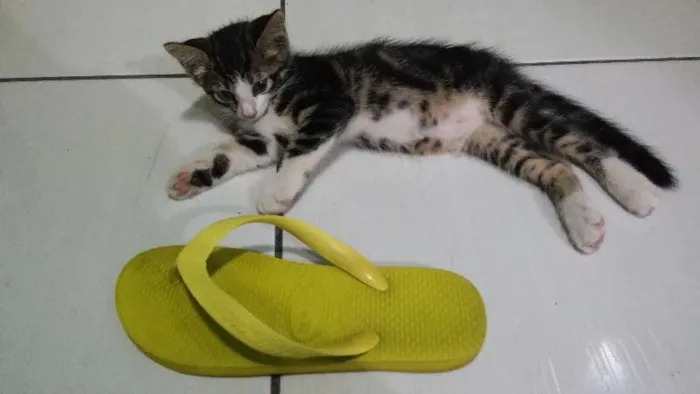 Gato raça mestiça  idade 2 a 6 meses nome Mimi