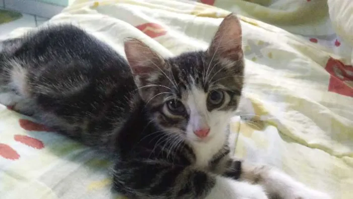 Gato raça mestiça  idade 2 a 6 meses nome Mimi
