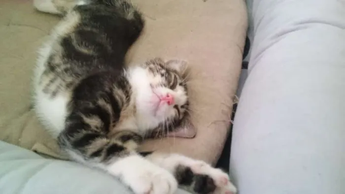 Gato raça mestiça  idade 2 a 6 meses nome Mimi