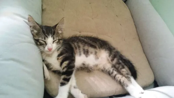 Gato raça mestiça  idade 2 a 6 meses nome Mimi