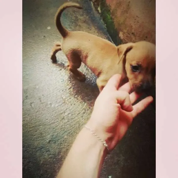 Cachorro raça vira lata idade Abaixo de 2 meses nome bily