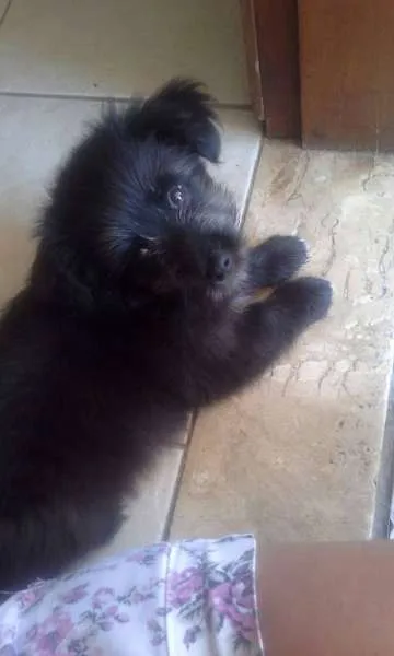 Cachorro ra a BODER COLIE idade 2 a 6 meses nome DERIK