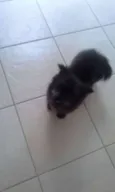 DERIK