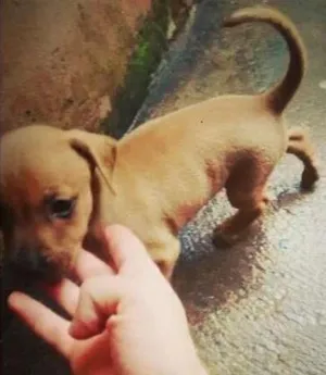 Cachorro raça vira lata idade Abaixo de 2 meses nome bily
