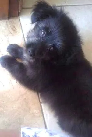 Cachorro ra a BODER COLIE idade 2 a 6 meses nome DERIK