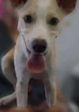Dona Cachorrinha