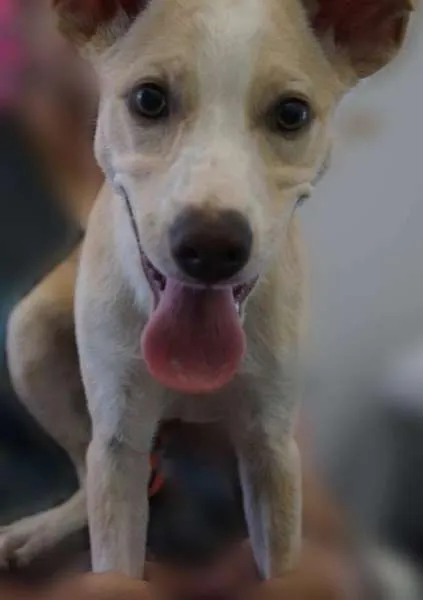 Cachorro ra a Vira Lata idade 2 a 6 meses nome Dona Cachorrinha
