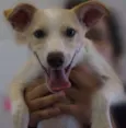 Dona Cachorrinha