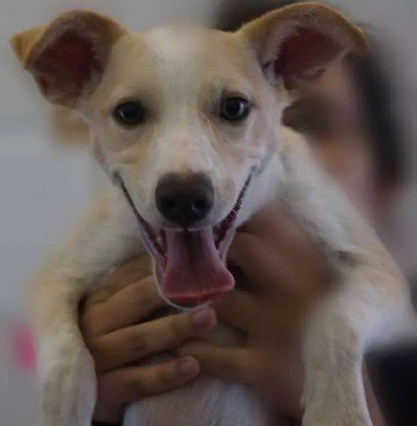 Cachorro ra a Vira Lata idade 2 a 6 meses nome Dona Cachorrinha