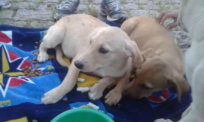 Cachorro ra a SRD idade Abaixo de 2 meses nome Não tem