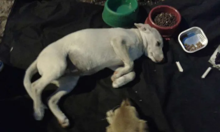 Cachorro ra a SRD idade Abaixo de 2 meses nome Não tem