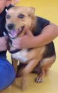 BIBI