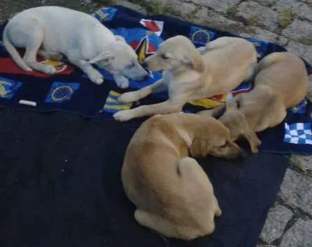 Cachorro ra a SRD idade Abaixo de 2 meses nome Não tem