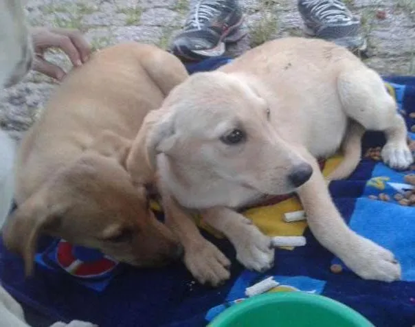 Cachorro ra a SRD idade Abaixo de 2 meses nome Não tem