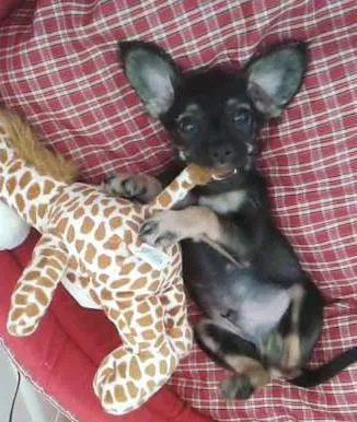 Cachorro ra a Cruza de Pinscher com Poodle idade 2 a 6 meses nome Sobá