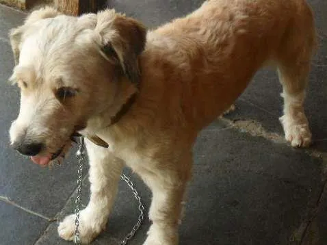 Cachorro raça MALTÊS COM PUDOL idade 1 ano nome COKI