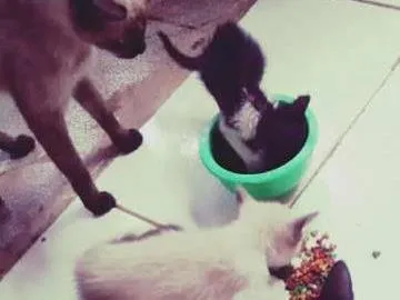 Gato raça comum idade Abaixo de 2 meses nome Marry, Jean Gray, W