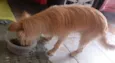 Bilu