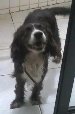 Cachorro ra a SRD idade  nome Tobias