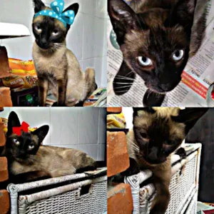 Gato raça Siamês  idade 7 a 11 meses nome Pandora