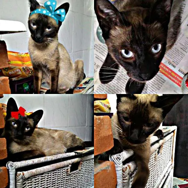 Gato ra a Siamês  idade 7 a 11 meses nome Pandora