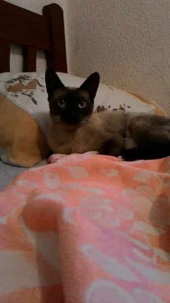 Gato ra a Siamês  idade 7 a 11 meses nome Pandora