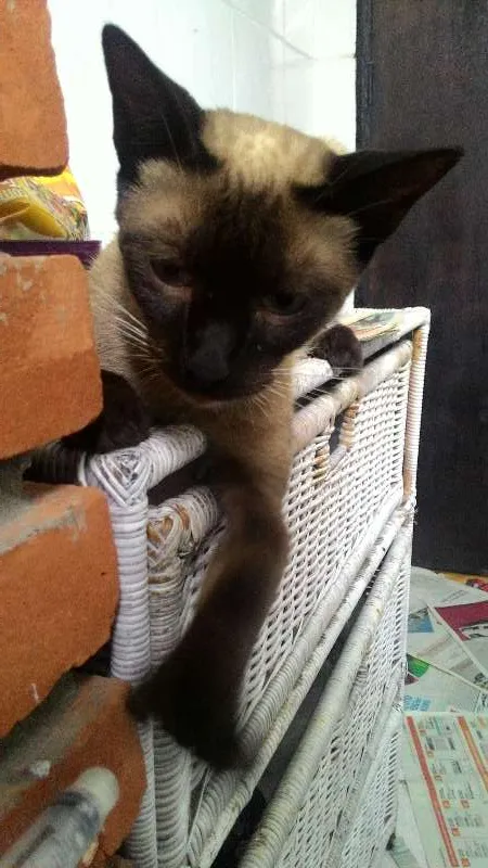 Gato ra a Siamês  idade 7 a 11 meses nome Pandora