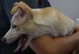 Dona Cachorrinha