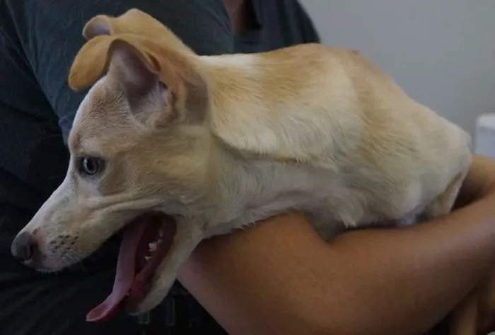 Cachorro ra a Vira Lata idade 2 a 6 meses nome Dona Cachorrinha