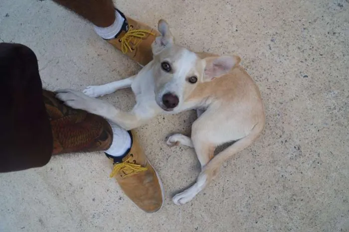 Cachorro ra a Vira Lata idade 2 a 6 meses nome Dona Cachorrinha