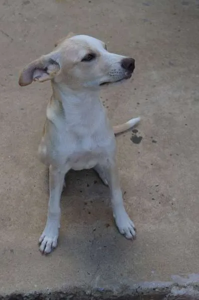 Cachorro ra a Vira Lata idade 2 a 6 meses nome Dona Cachorrinha