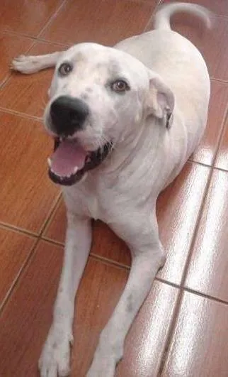 Cachorro ra a Pit-Bull idade 2 anos nome Tutui