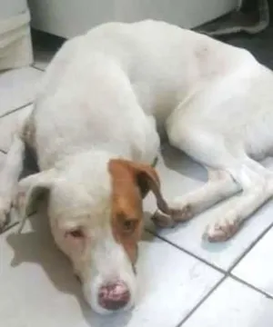 Cachorro raça SRD idade 3 anos nome Chico