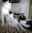 Linda, Hanah e Belinha