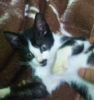 Gato raça não sei idade 2 a 6 meses nome mili