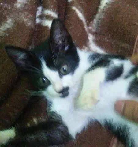 Gato ra a não sei idade 2 a 6 meses nome mili
