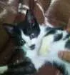 Gato raça não sei idade 2 a 6 meses nome mili