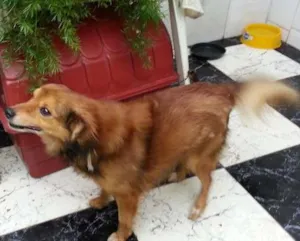 Cachorro raça SRD idade 5 anos nome TICO