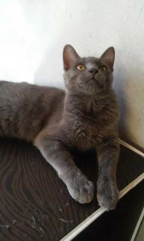 Gato ra a angora misturado idade 2 a 6 meses nome peludinho