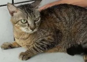 Gato raça SRD idade 3 anos nome LEÃOZINHO