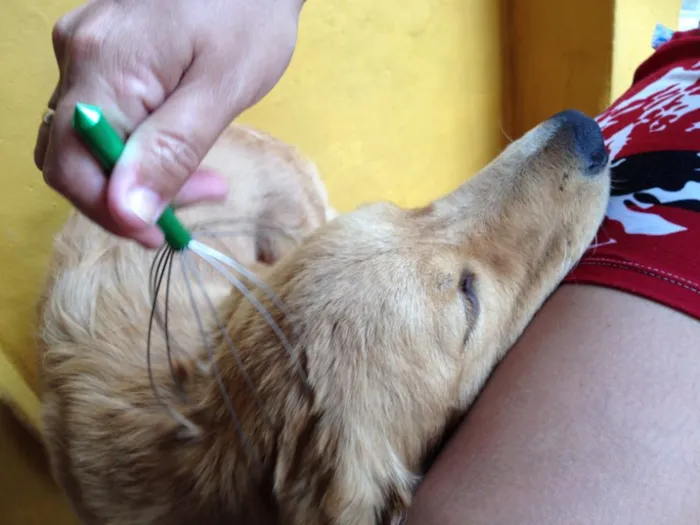 Cachorro ra a Mistura de pitbull com vira lata idade 7 a 11 meses nome Cristal