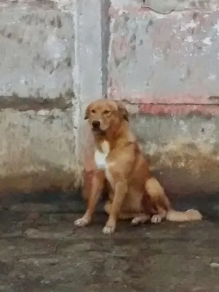 Cachorro ra a Mistura de pitbull com vira lata idade 7 a 11 meses nome Cristal