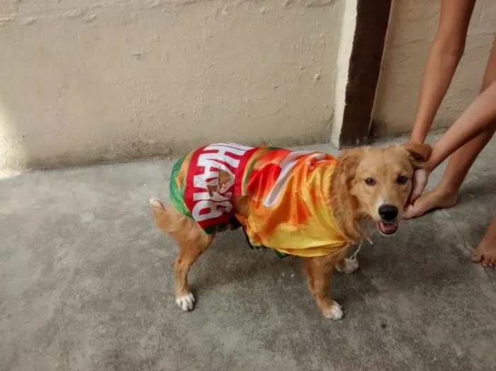 Cachorro ra a Mistura de pitbull com vira lata idade 7 a 11 meses nome Cristal