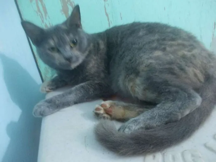 Gato ra a  idade 1 ano nome Safira
