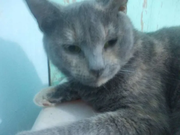 Gato ra a  idade 1 ano nome Safira