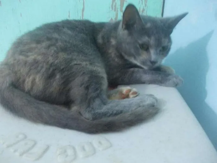 Gato ra a  idade 1 ano nome Safira