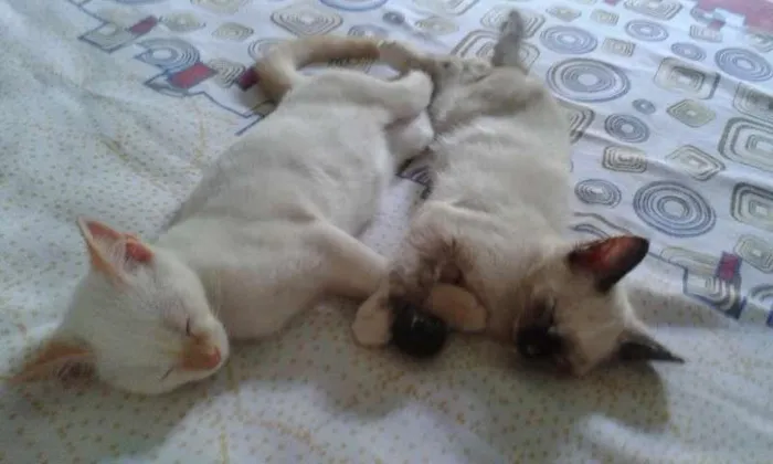 Gato ra a SRD idade 2 a 6 meses nome Lucy