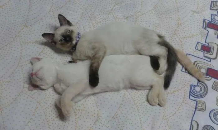 Gato ra a SRD idade 2 a 6 meses nome Lucy
