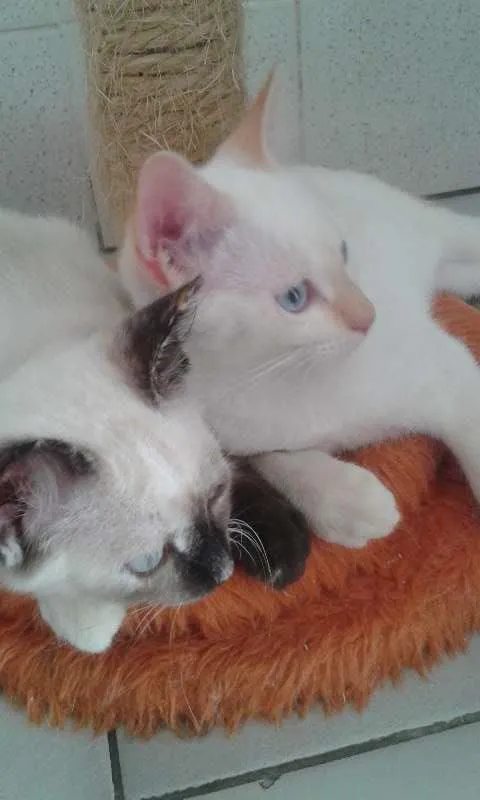 Gato ra a SRD idade 2 a 6 meses nome Lucy