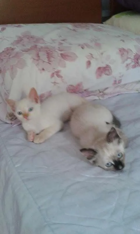 Gato ra a SRD idade 2 a 6 meses nome Lucy
